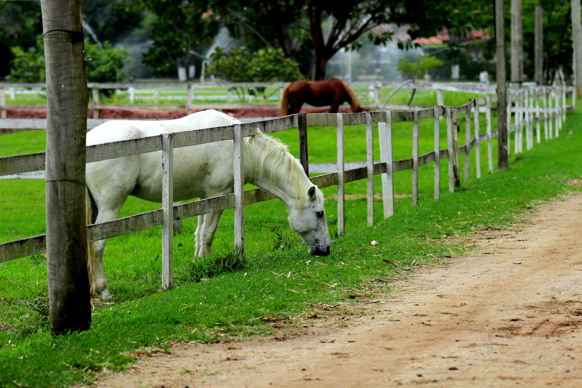 horses in cage