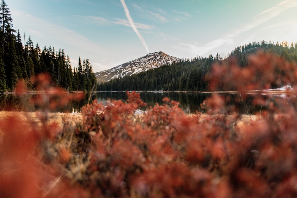 lake in forest