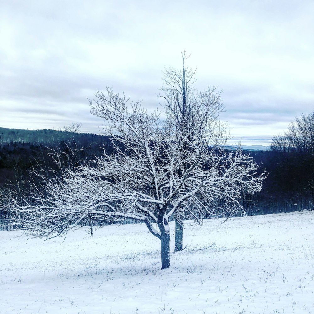 árvores nuas cobertas de neve