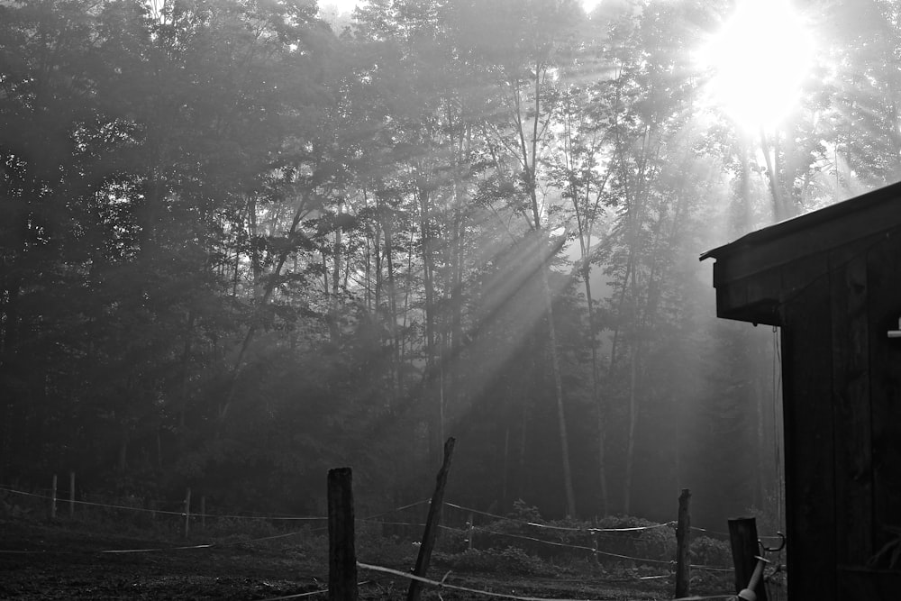 grayscale photography of house surrounded by trees