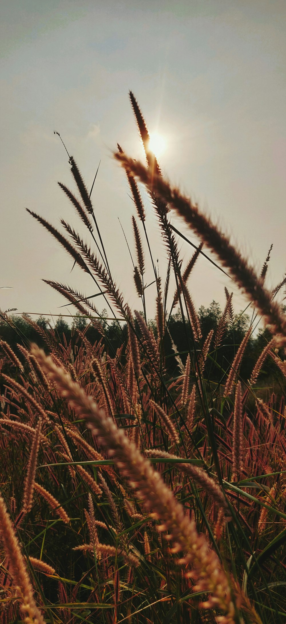 foto em close-up de plantas de grama