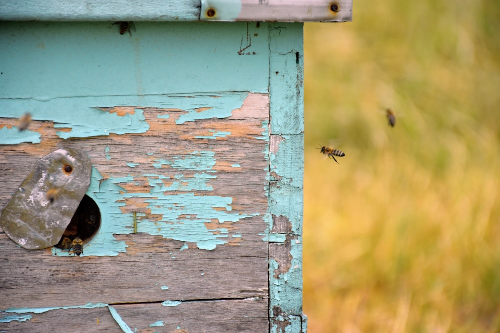 time lapse photography of bees flying around a langstroth hive