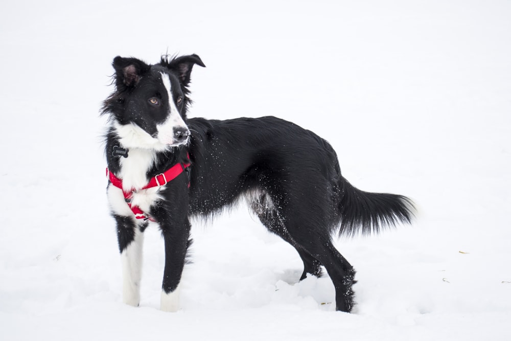 black and white Border Collie on snow