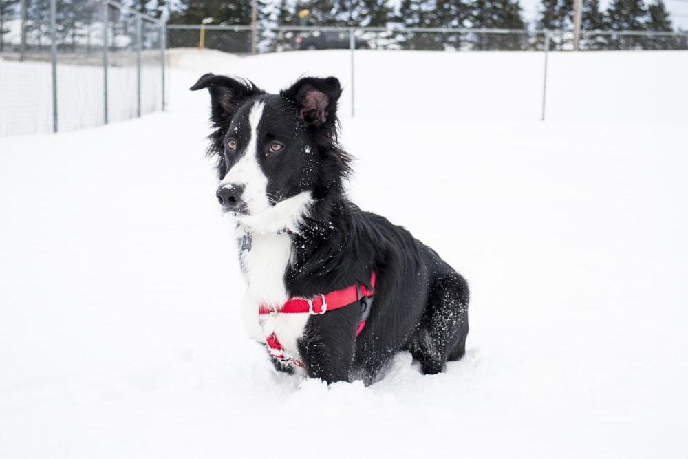 short-coated black and white dog sitting on snow