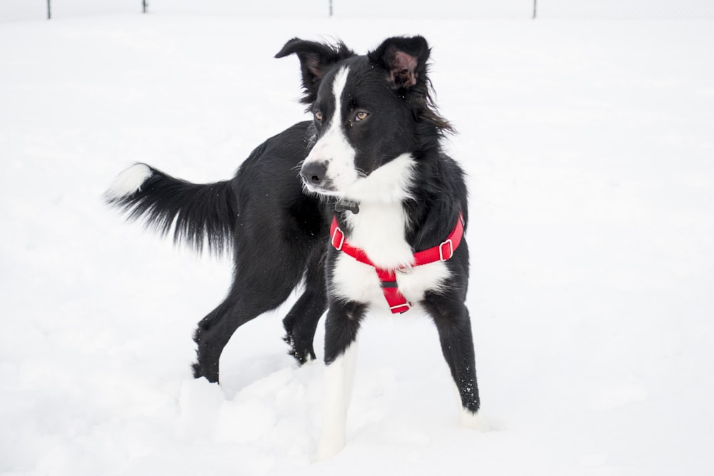 dog standing on snow covered field