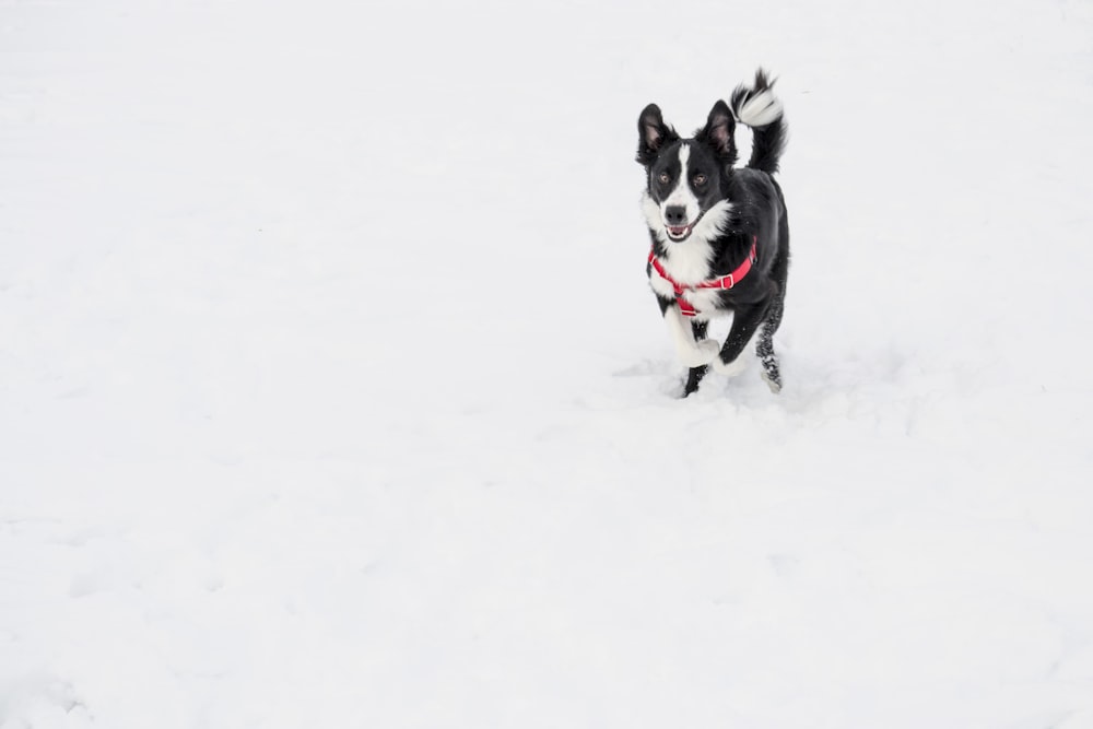 white and black dog with red harness