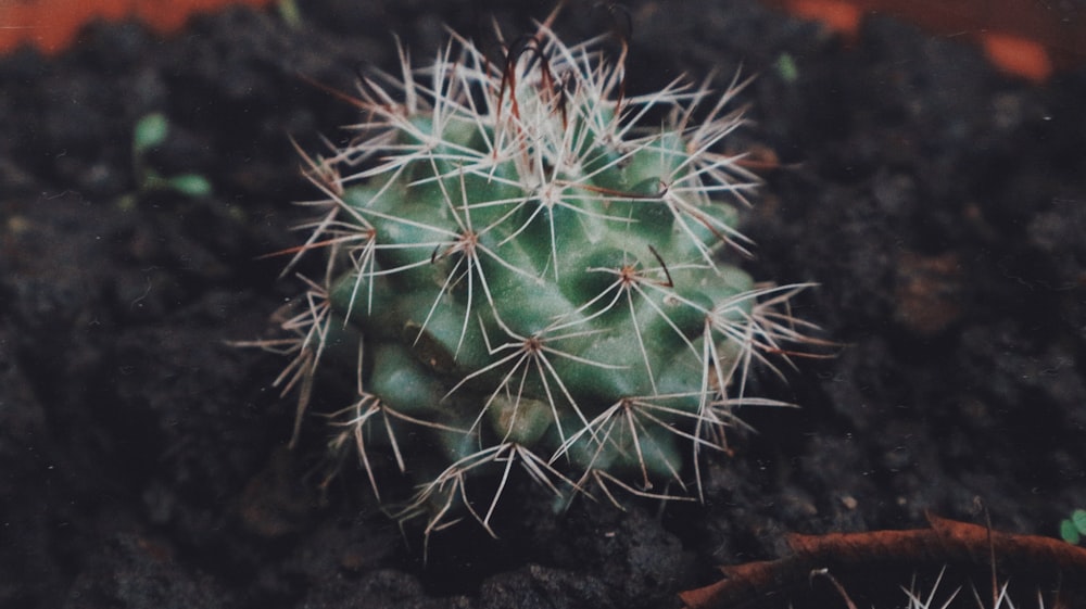 green cactus