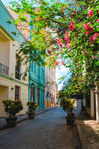 A sunlit cobblestone street in Tlalpan lined with colorful houses and blooming jacaranda trees.