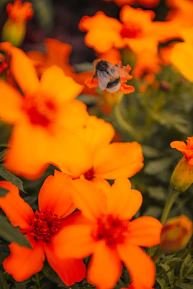 Warm photo of bees buzzing around bright orange flowers in a local garden.