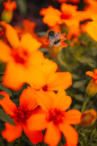 Warm photo of bees buzzing around bright orange flowers in a local garden.