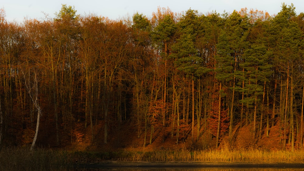 landscape photography of green trees