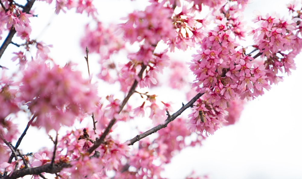 pink cherry blossom