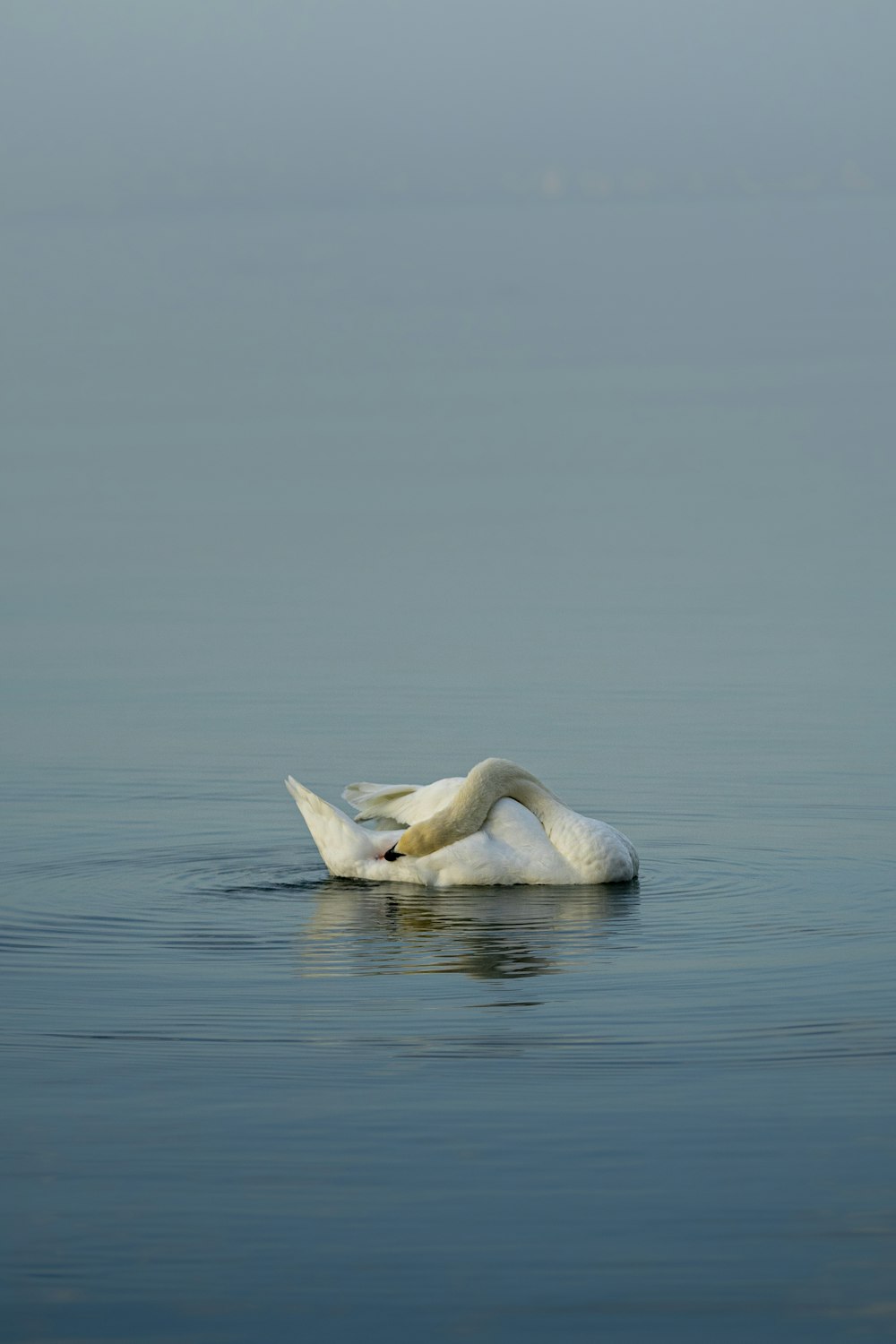 white swan on body of water