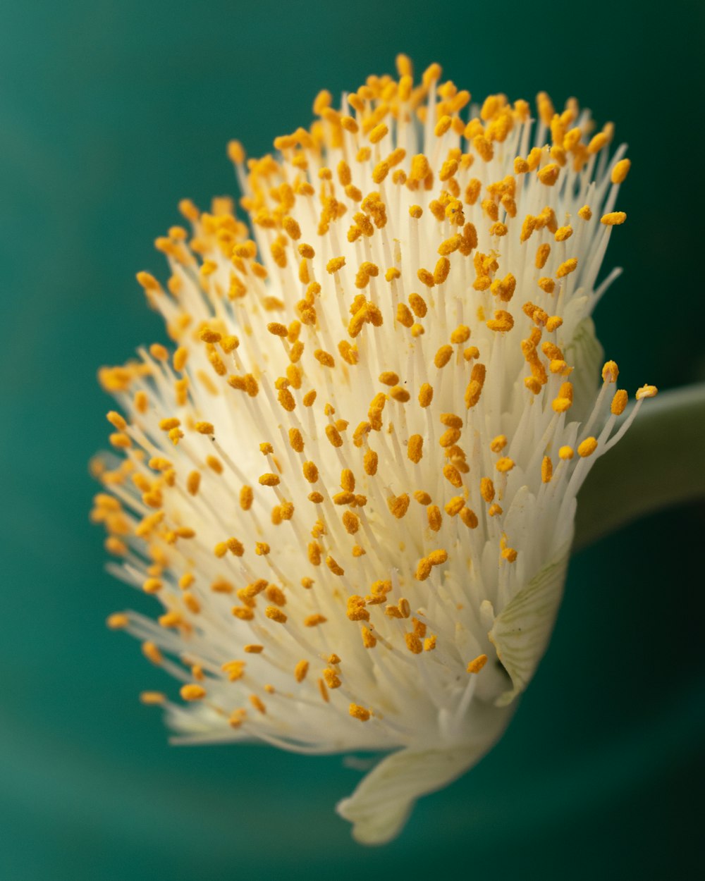 흰색과 주황색 클러스터 꽃의 매크로 사진
