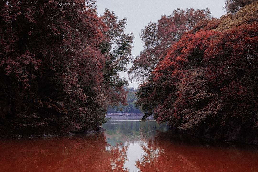 red leafed trees over calm water