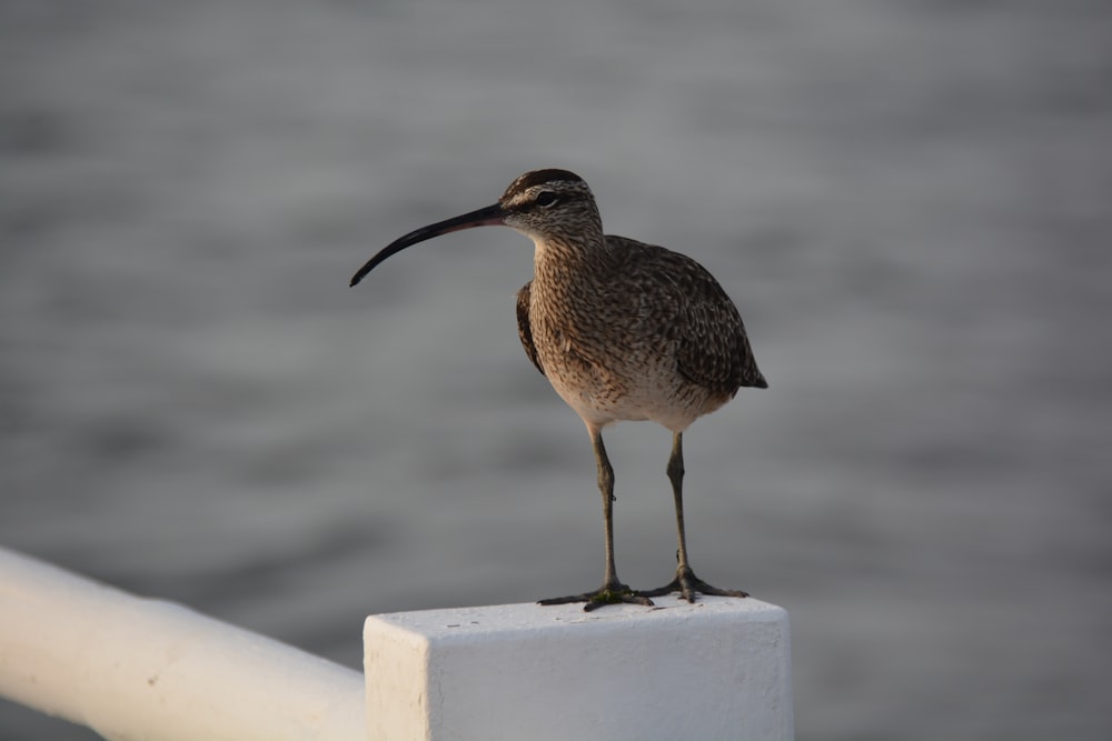 brown bird standing on white concrete fence during daytime