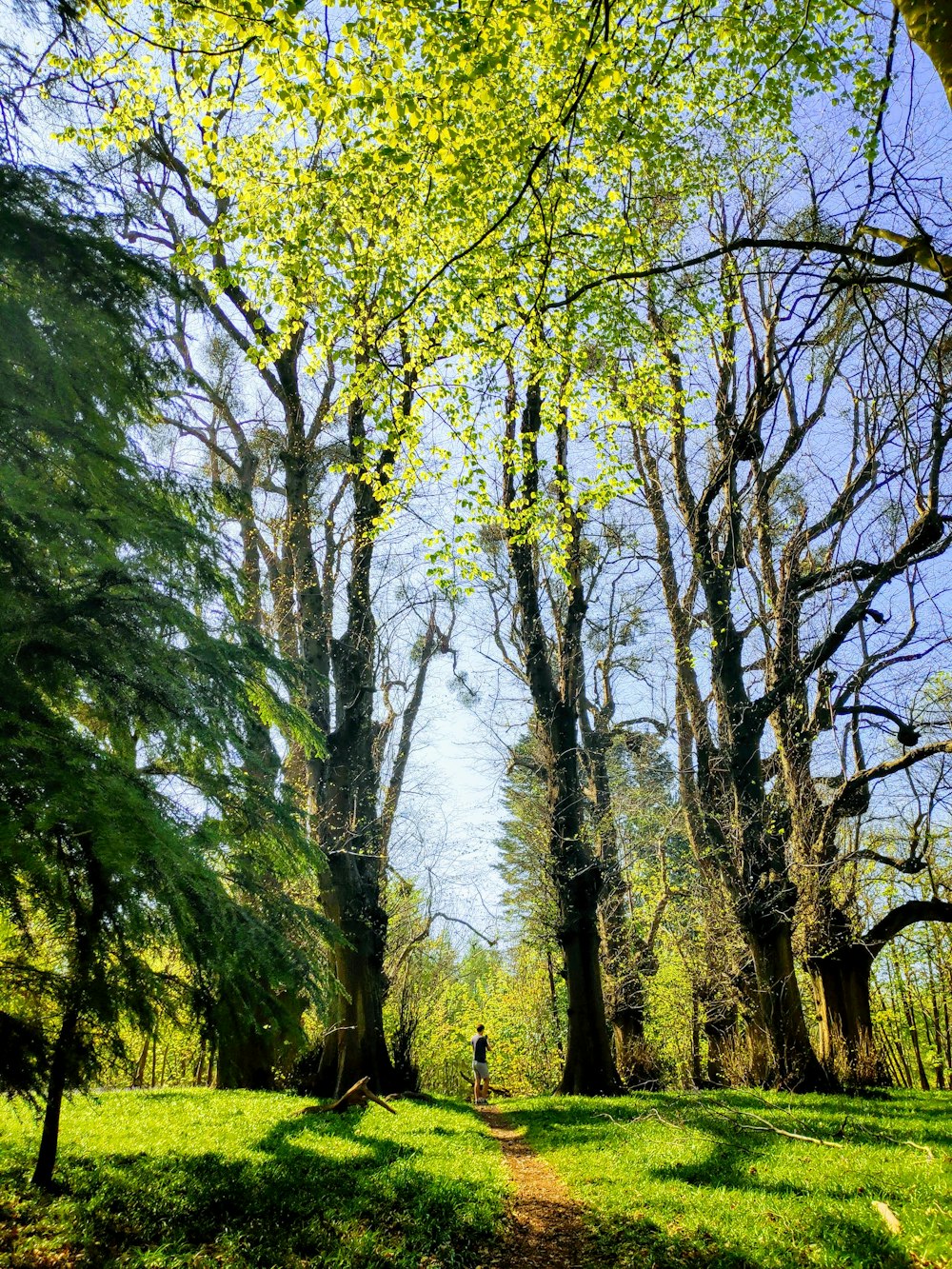 grünblättriger Baum