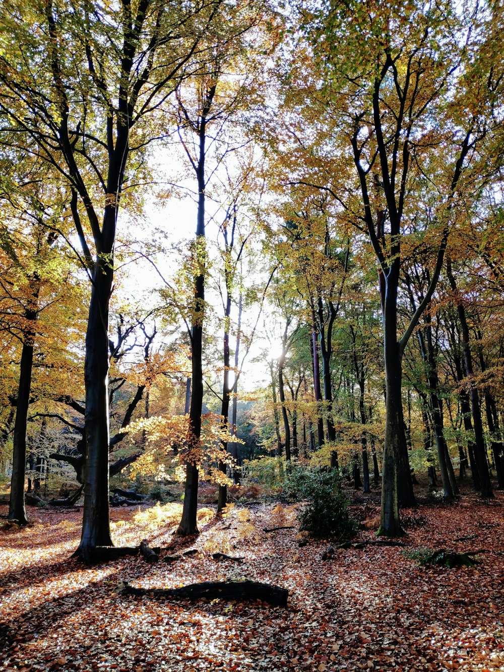 green leaf trees