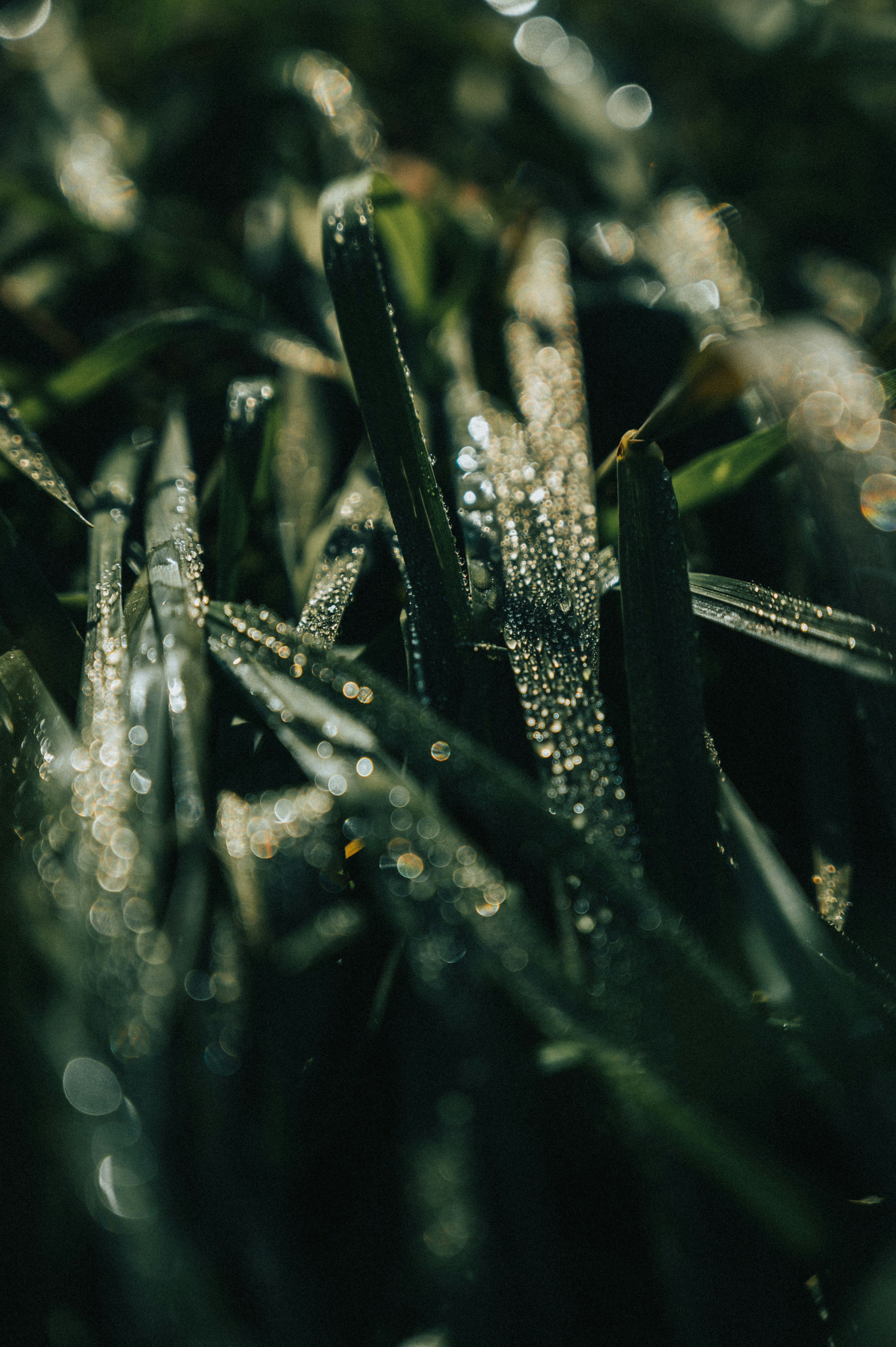 Photo by darabosralph