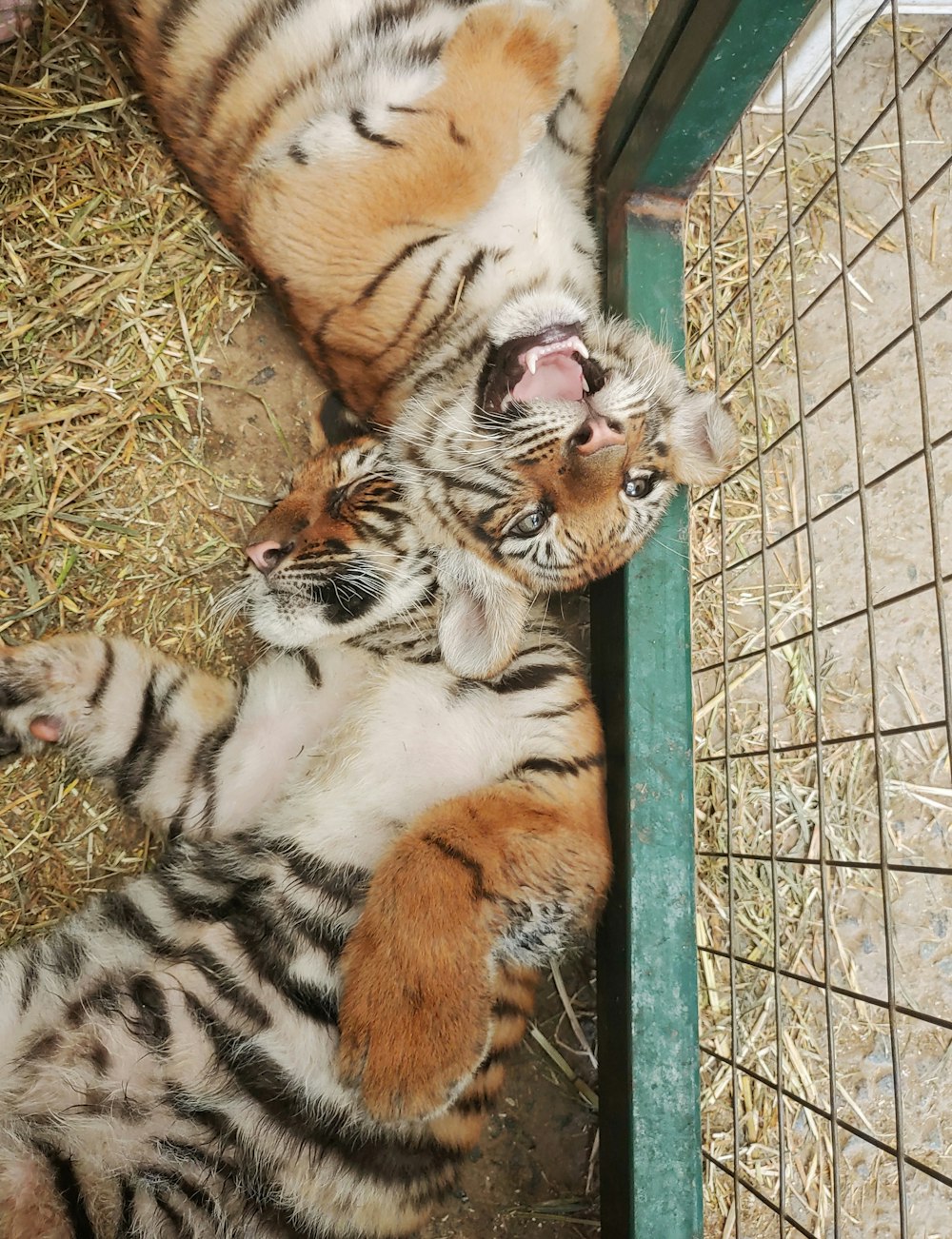Deux tigres