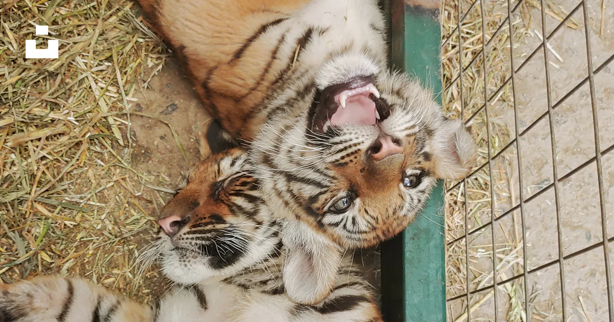 Two tigers photo – Free Argentina Image on Unsplash