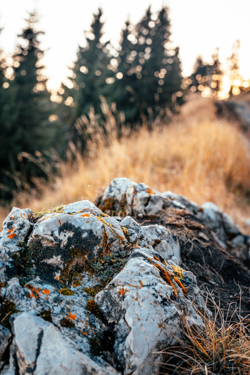 macro photography of brown stone beside plants