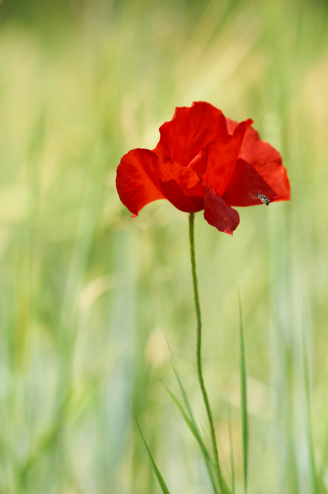 close-up photography of red petaled flower