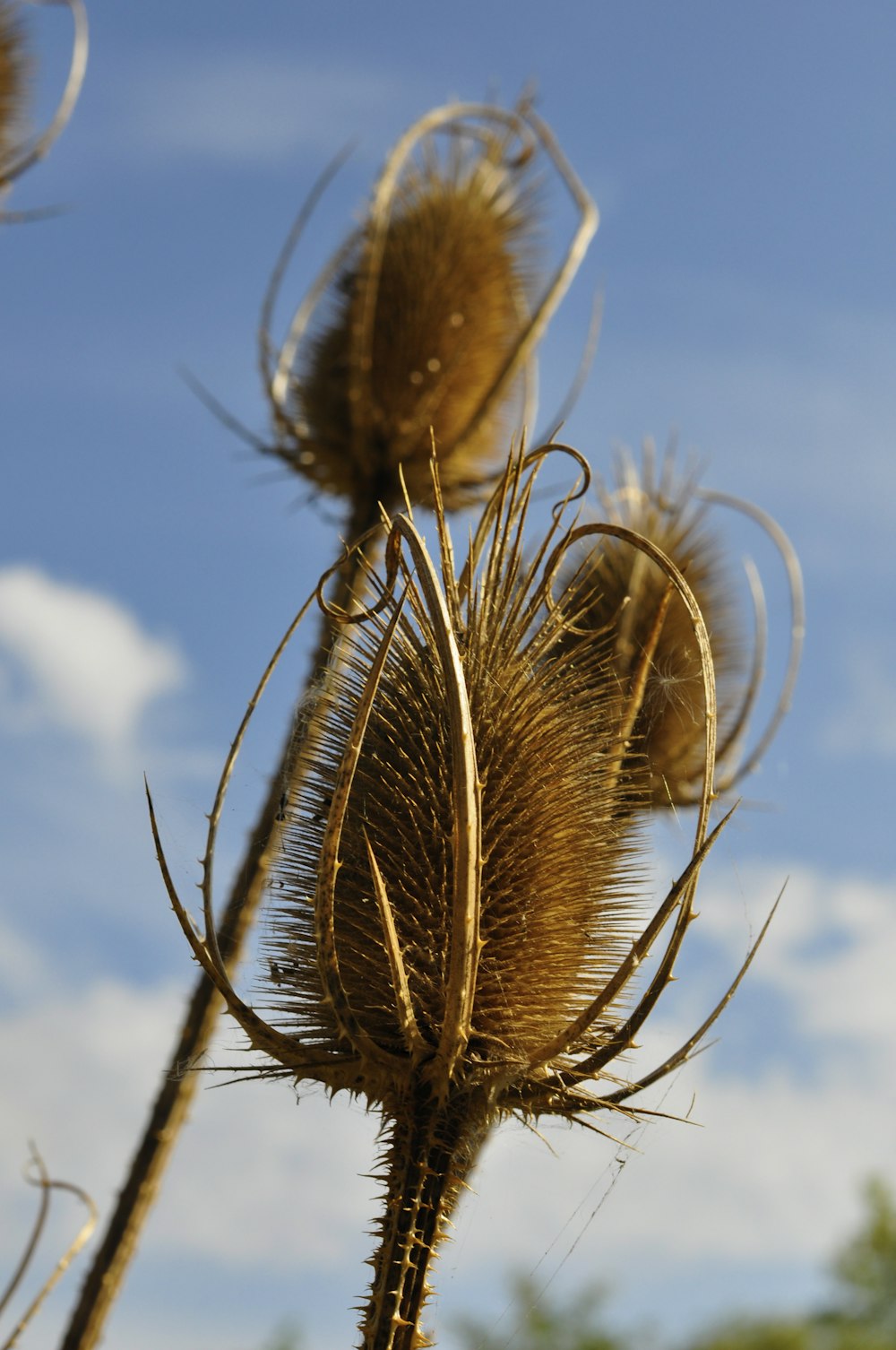 three brown plants