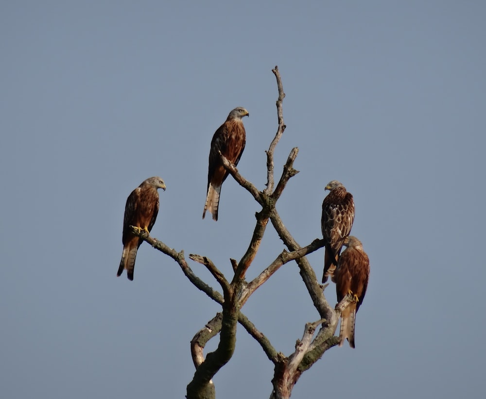 four brown birds