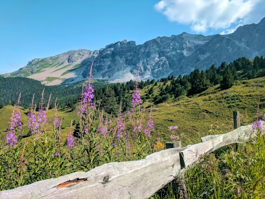 purple petaled flower in Piz Mitgel Switzerland