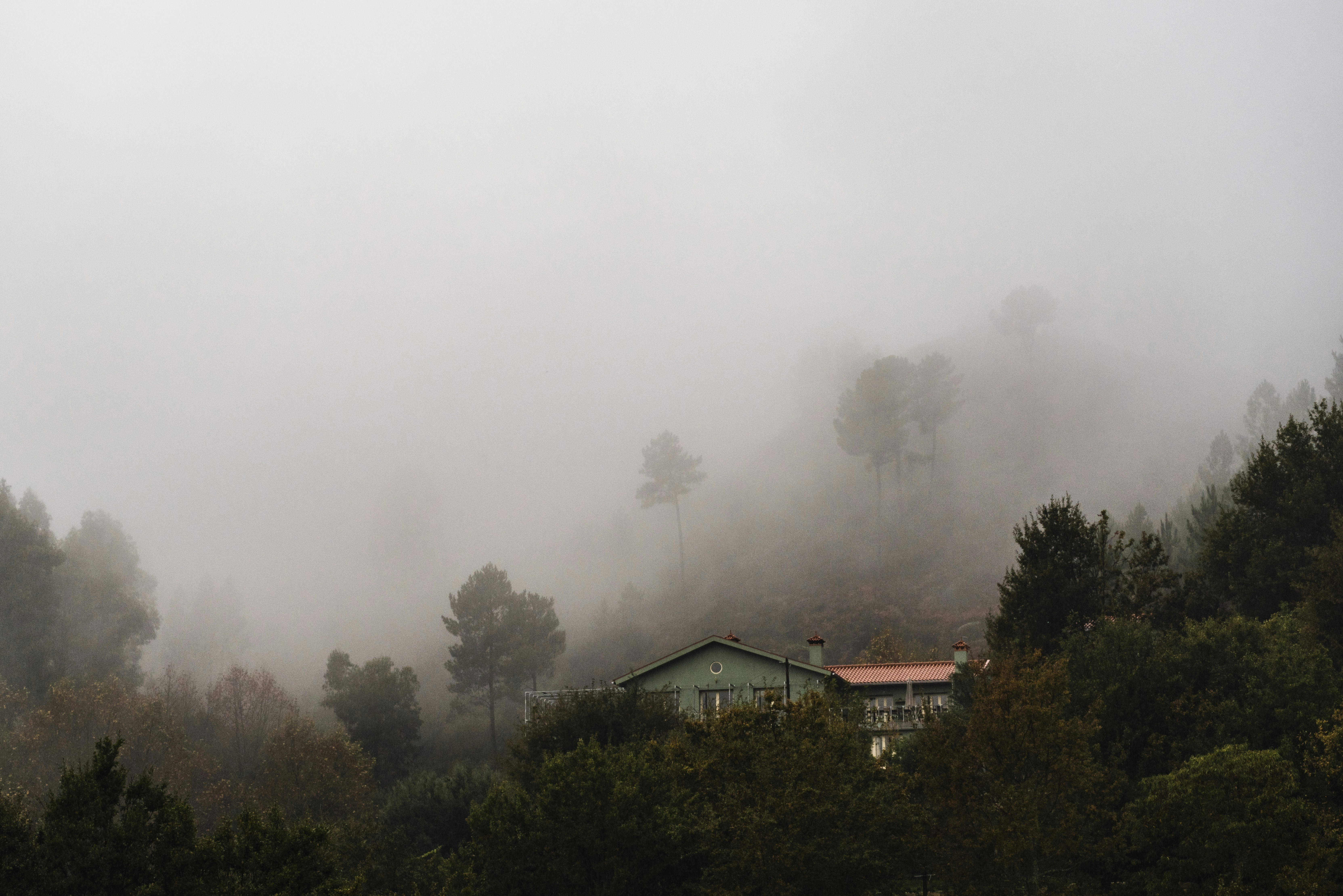 foggy house surrounded by trees, A house surrounded by trees in thick mist. 