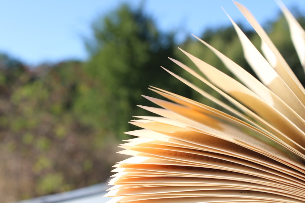 close-up photo of opened book