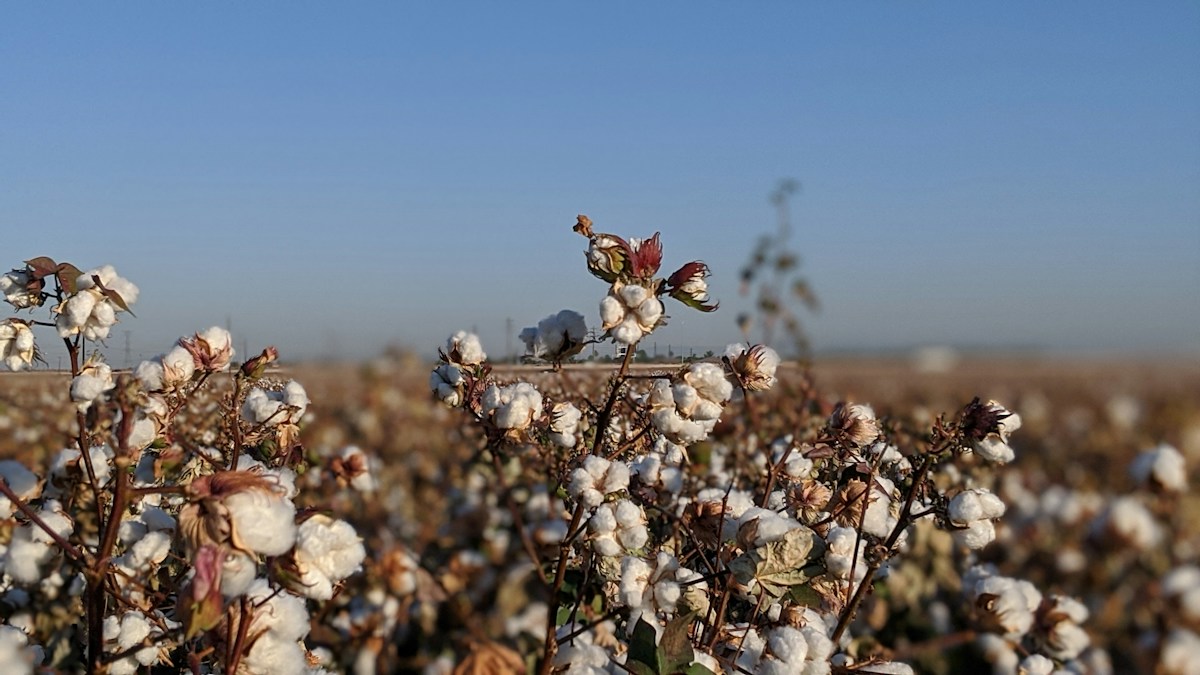 Best Cotton Percentage for Sweaty Feet