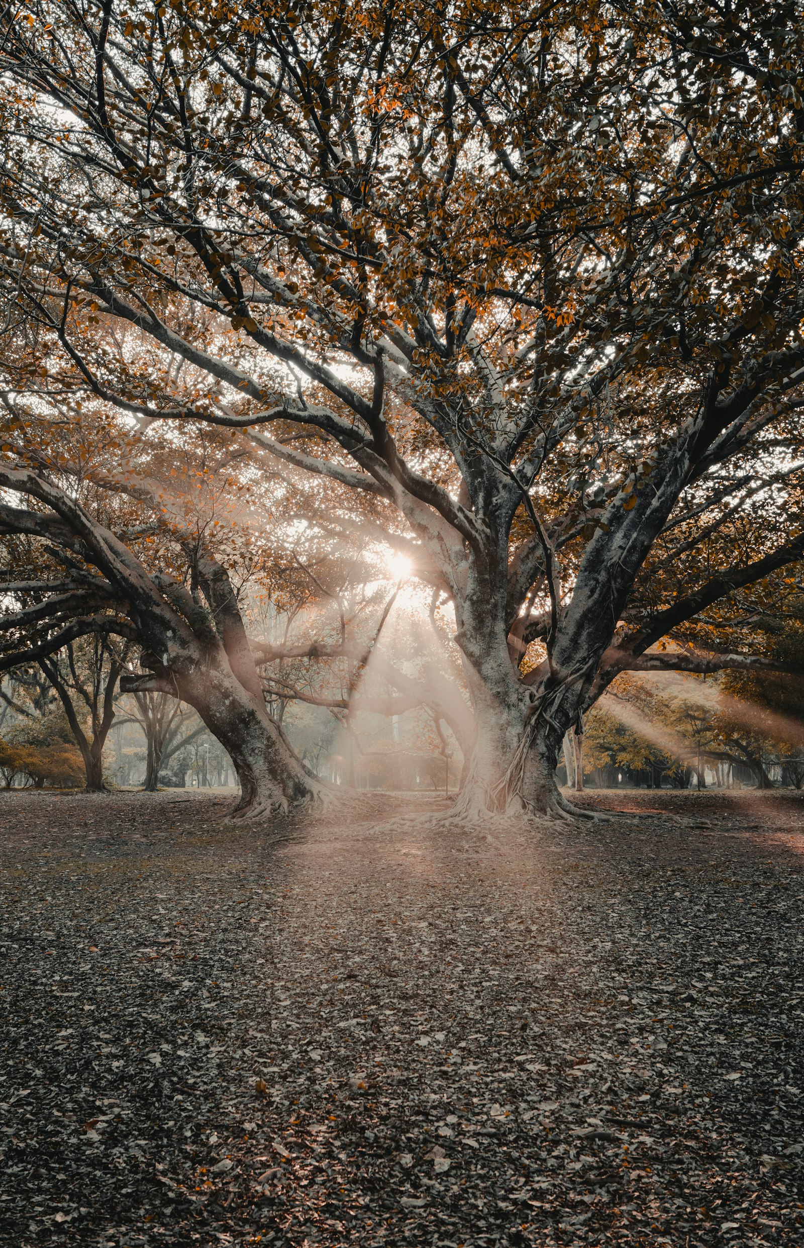 Sony a7R II sample photo. Sunlight passing through tree photography