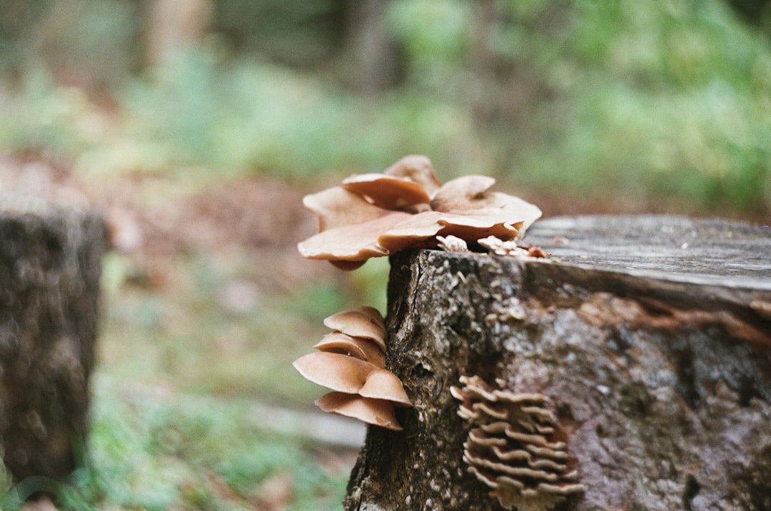 brown mushroom on tree stump
