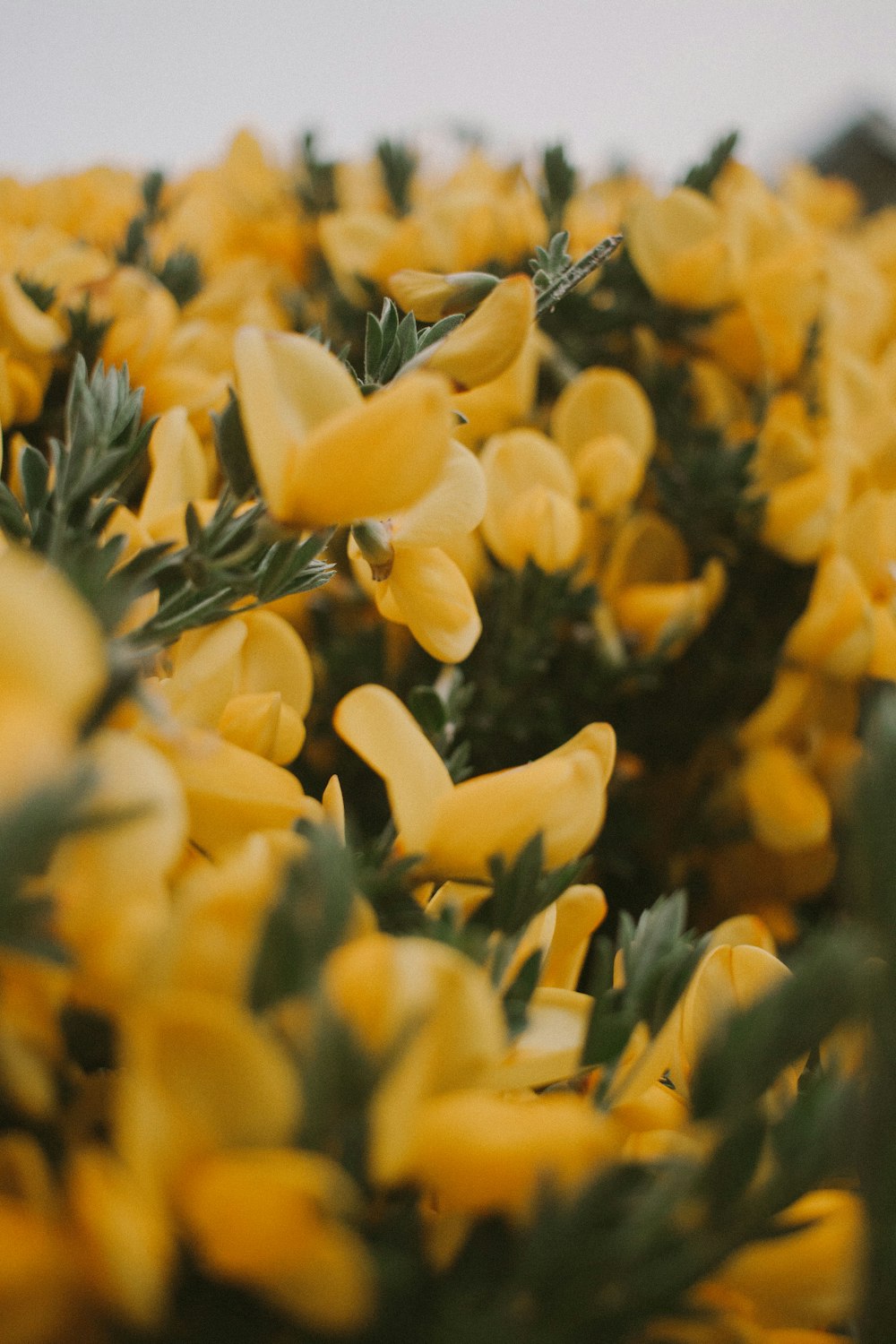 close-up photo of yellow-petal flowers