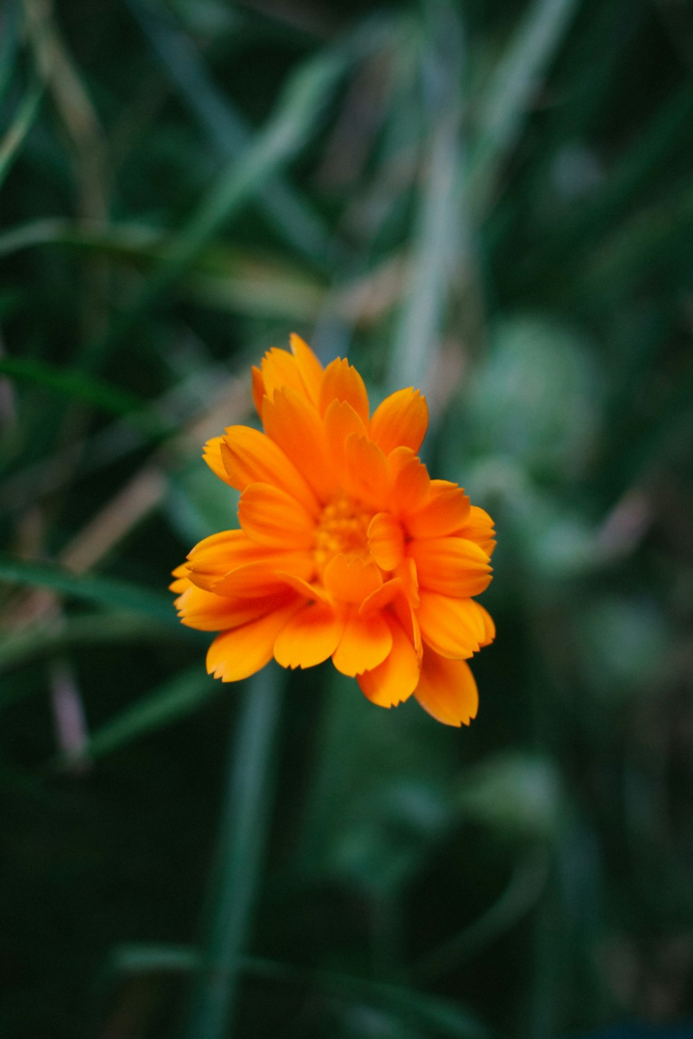 orange-petal flower