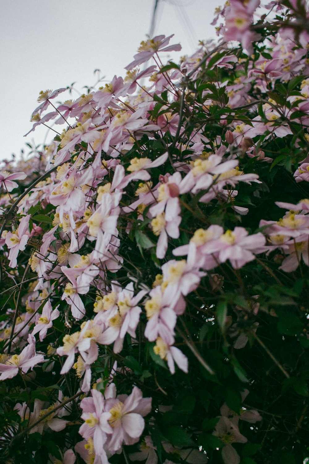 pink-and-yellow petal flowers