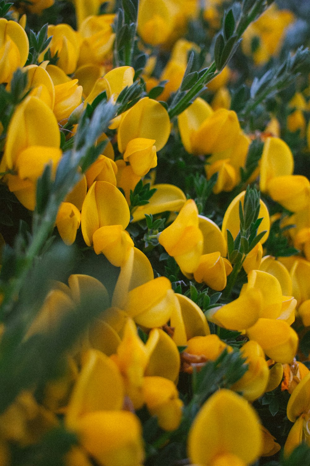 close-up photo of yellow flowers