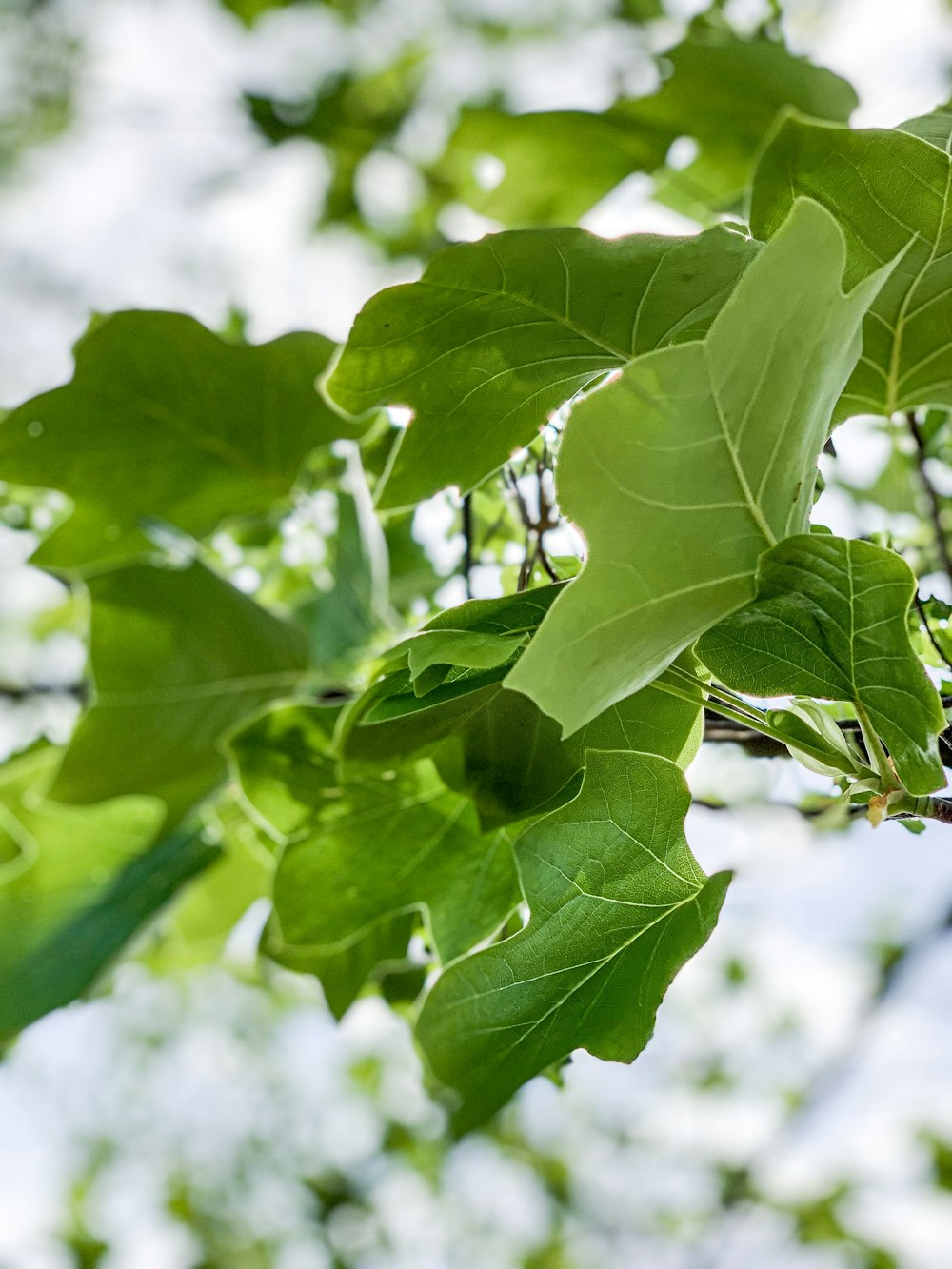 green-leafed plant