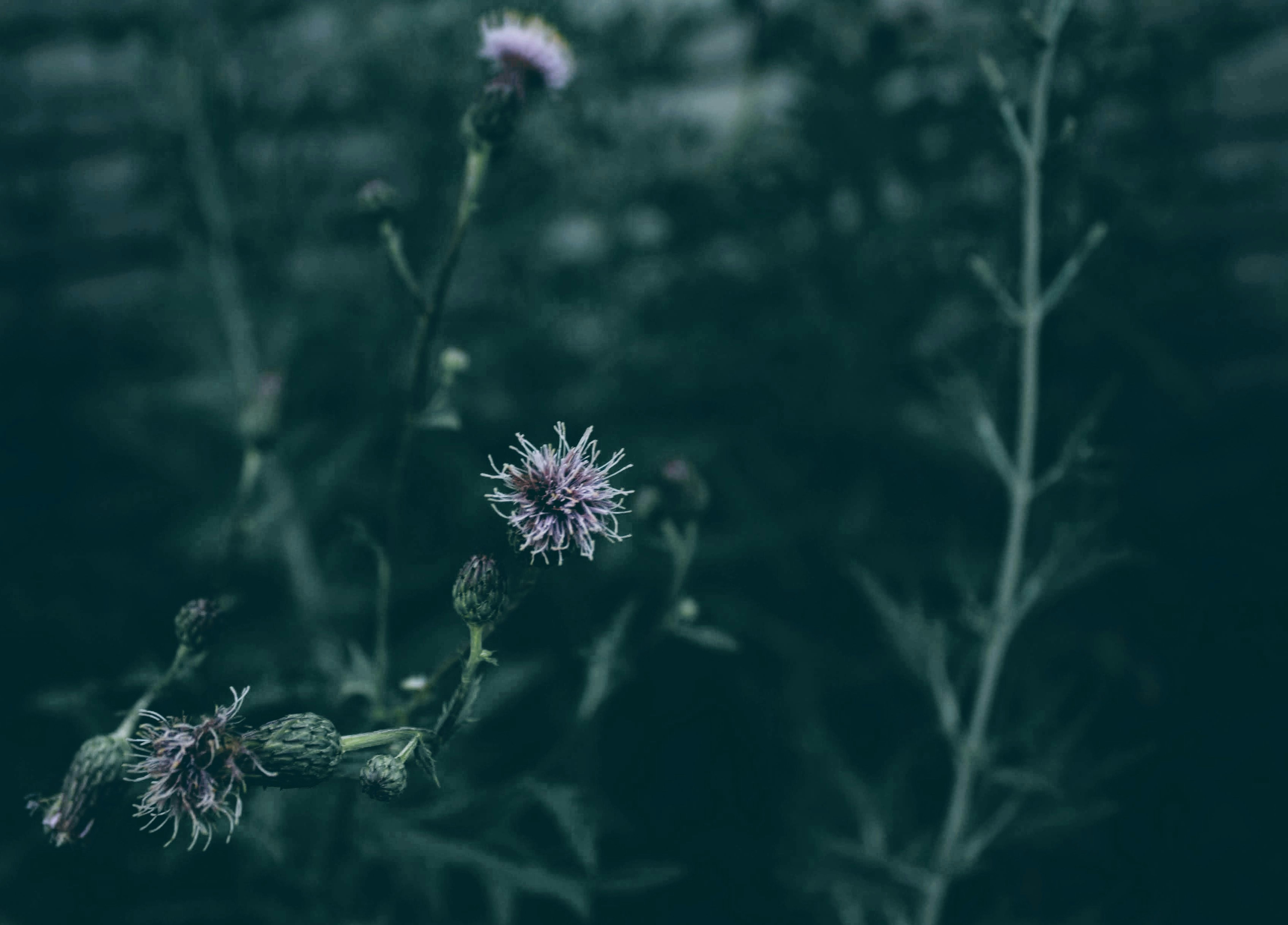 Photo by thelaibaali