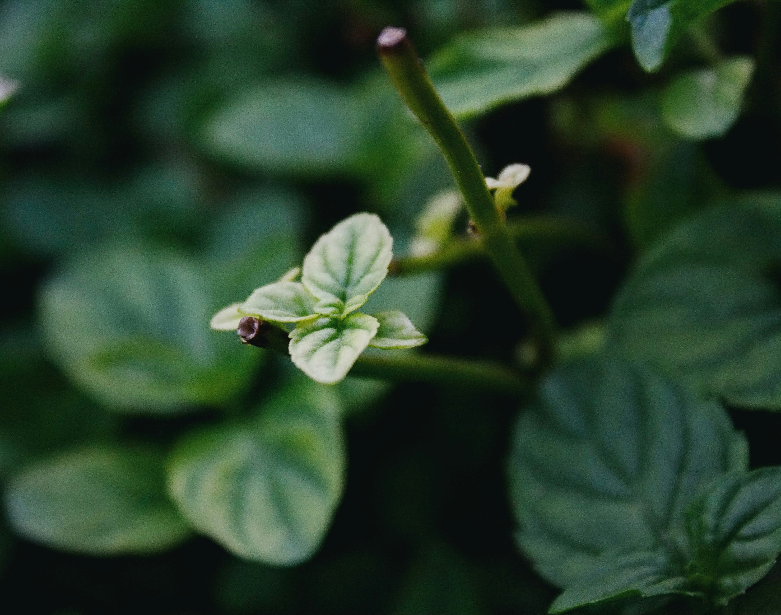 Photo by thelaibaali