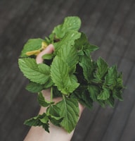 person holding green herbs
