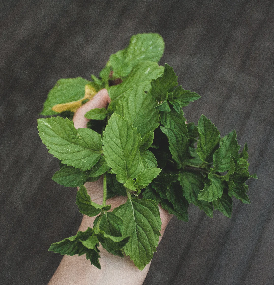 Freshly harvested mint bunch
    ready for a summer drink