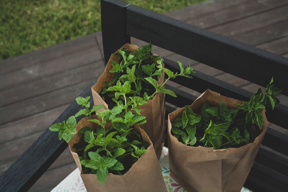 shallow focus photo of green plants