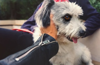 A fluffy dog with white and gray fur is being affectionately held by a person. The dog's pink tongue is visible, and its expressive brown eyes are looking off to the side. The person, wearing a dark jacket with a visible zipper, is gently holding the dog.