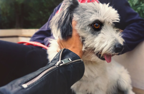 A fluffy dog with white and gray fur is being affectionately held by a person. The dog's pink tongue is visible, and its expressive brown eyes are looking off to the side. The person, wearing a dark jacket with a visible zipper, is gently holding the dog.