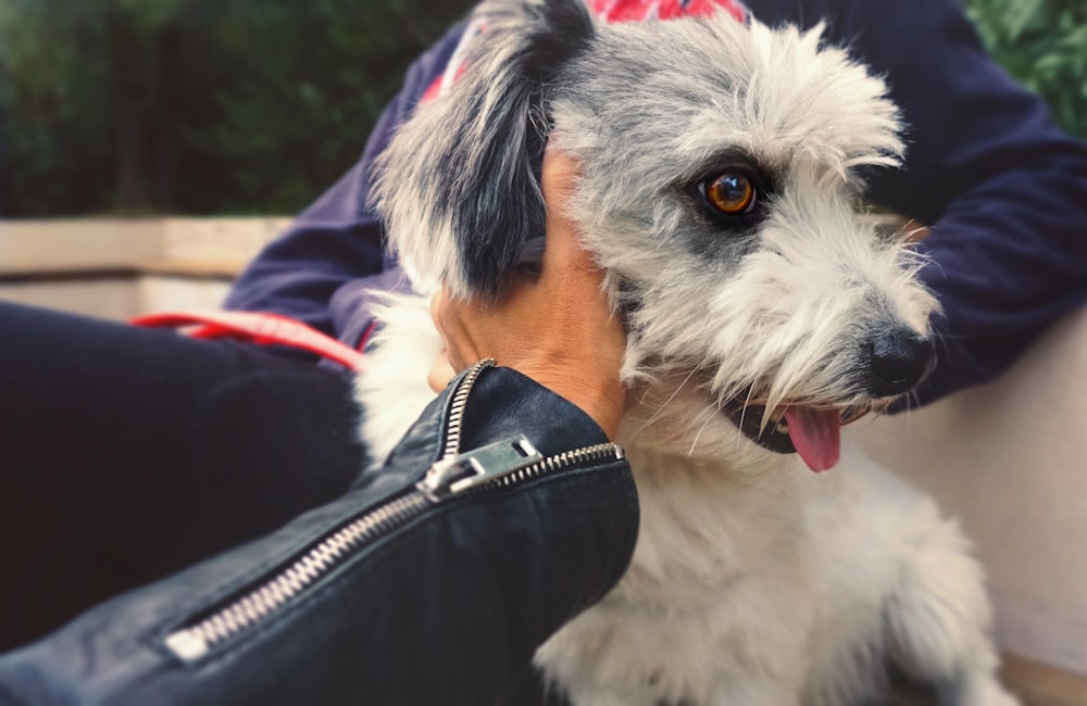 white and black dog