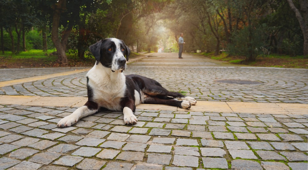 a black and white dog laying on a cobblestone road