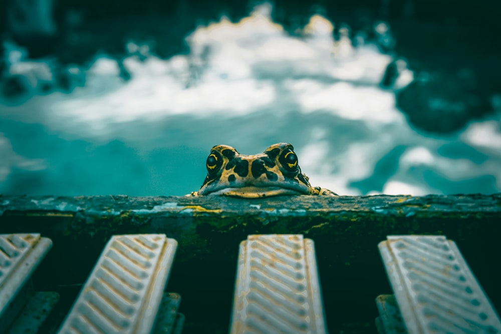 yellow and black frog near pond